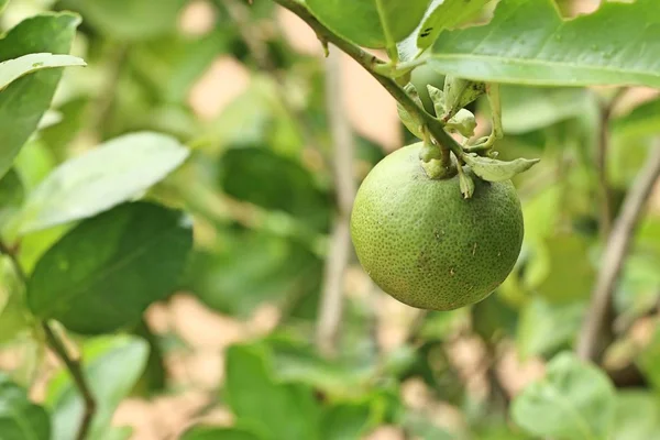 Zitronenbaum Tropischen — Stockfoto