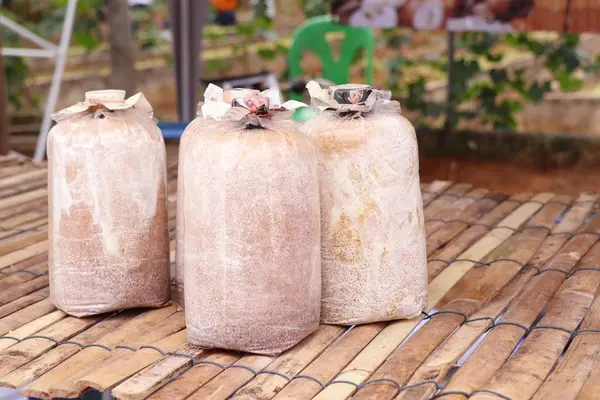 Mushrooms Cultivation Farm — Stock Photo, Image