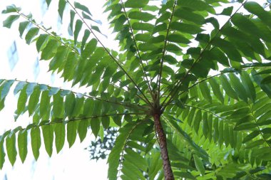 Tropikal ağacında Bektaşi üzümü