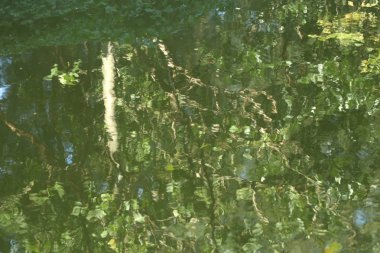 Su yapraklarda gölge