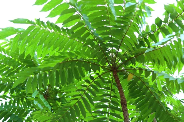 熱帯のスグリの木 — ストック写真