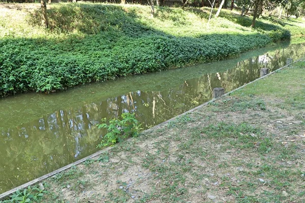 Su yapraklarda gölge