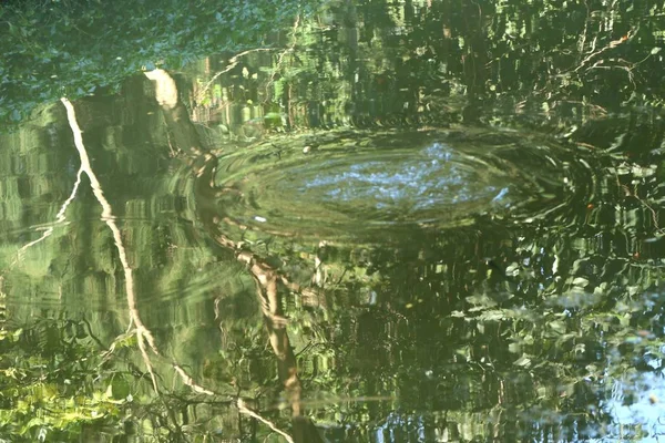 Shadow leaves in water