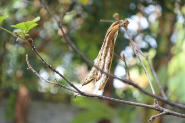 tropikal ağacında pamuk