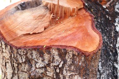 Bir ağaç kütüğü kesme