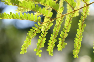 İçinde tropikal yeşil yaprakları