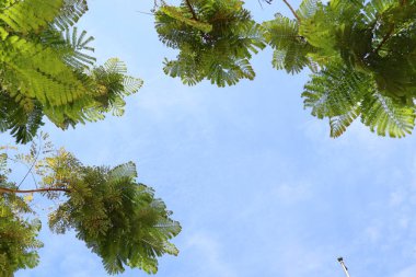 İçinde tropikal yeşil yaprakları