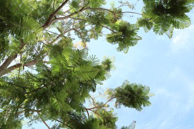 İçinde tropikal yeşil yaprakları