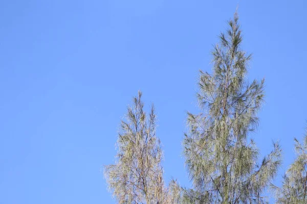 热带松树 — 图库照片