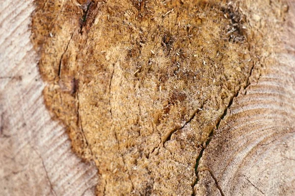 Cutting Tree Stump — Stock Photo, Image