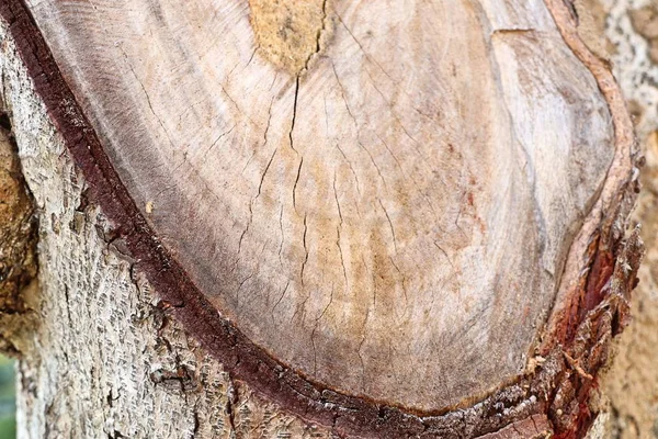 Bir Ağaç Kütüğü Kesme — Stok fotoğraf