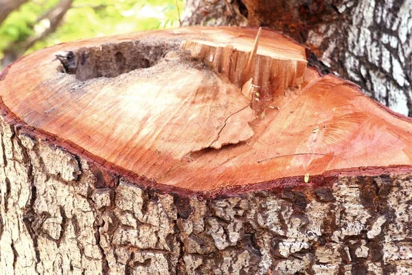 Baumstumpf Fällen — Stockfoto