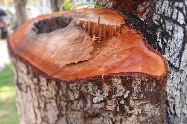 Bir Ağaç Kütüğü Kesme — Stok fotoğraf