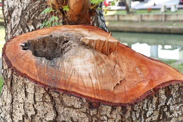 木の切り株の切断 — ストック写真