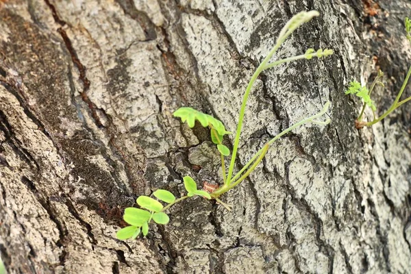 Yeşil Ağaç Bitki Filiz — Stok fotoğraf