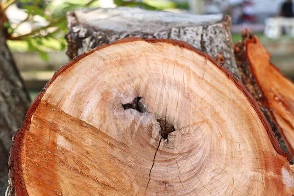 Bir Ağaç Kütüğü Kesme — Stok fotoğraf