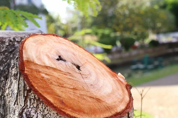 Cortar Tronco Árbol —  Fotos de Stock