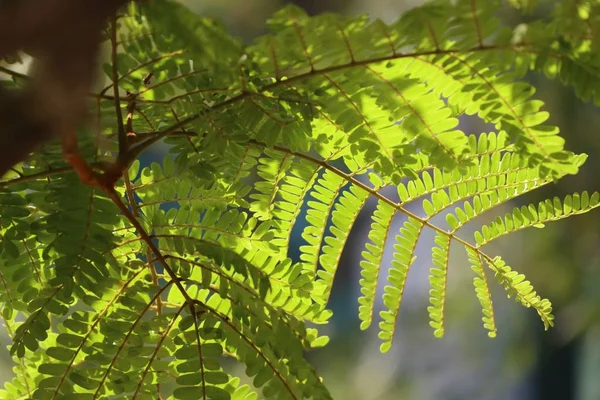 热带绿叶 — 图库照片