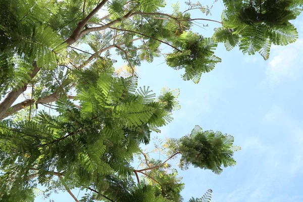 İçinde tropikal yeşil yaprakları