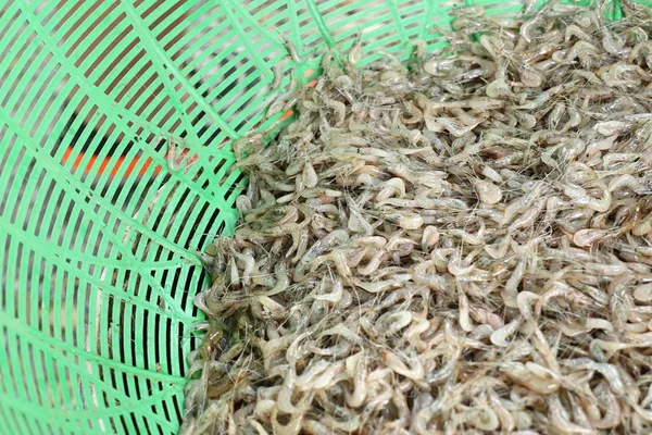 Креветки Пресной Водой — стоковое фото