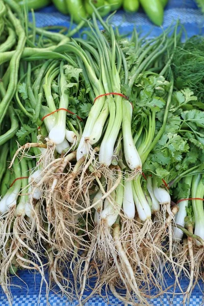 Cebolletas Cilantro Mercado — Foto de Stock