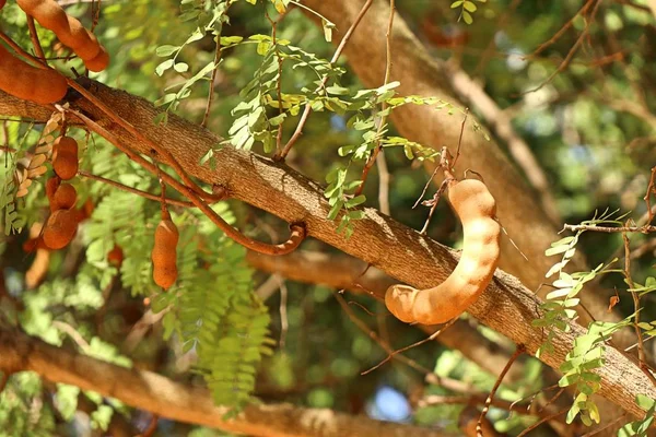 tamarind tree in tropical