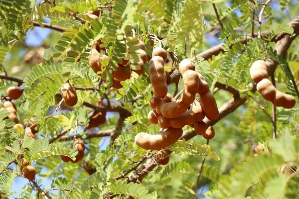 tamarind tree in tropical