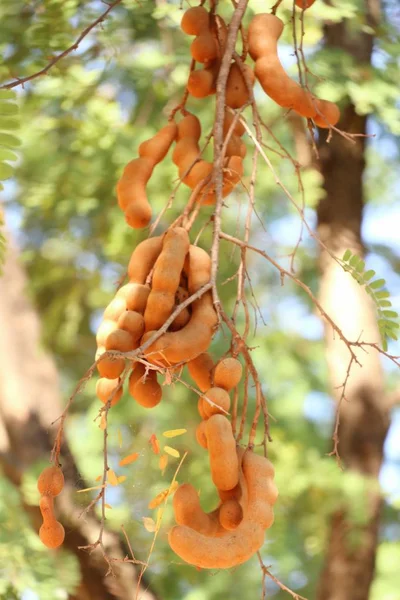 tamarind tree in tropical