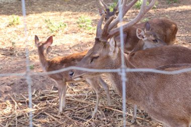 Hayvanat bahçesindeki geyik