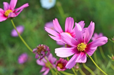 Tropikal Cosmos çiçek