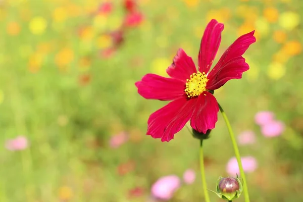 Cosmos Flower Tropical — Stock Photo, Image