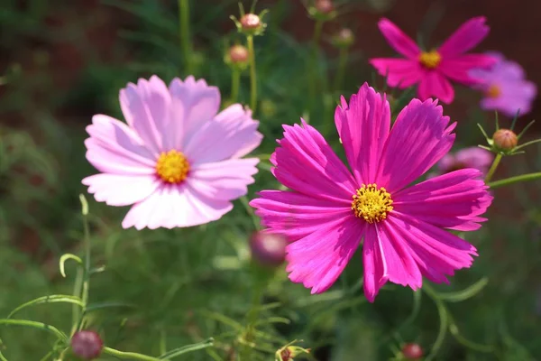 Flor Del Cosmos Tropical — Foto de Stock