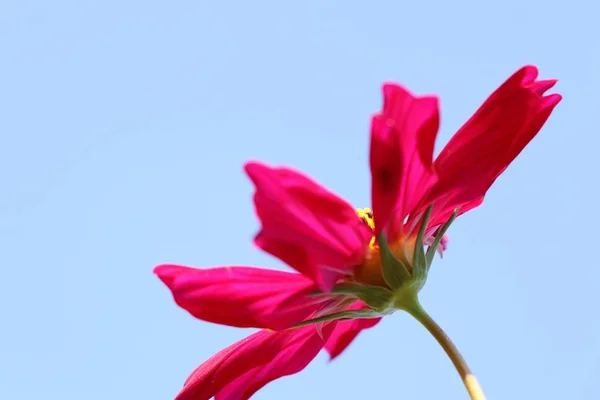 Kosmos Blume Tropischen — Stockfoto