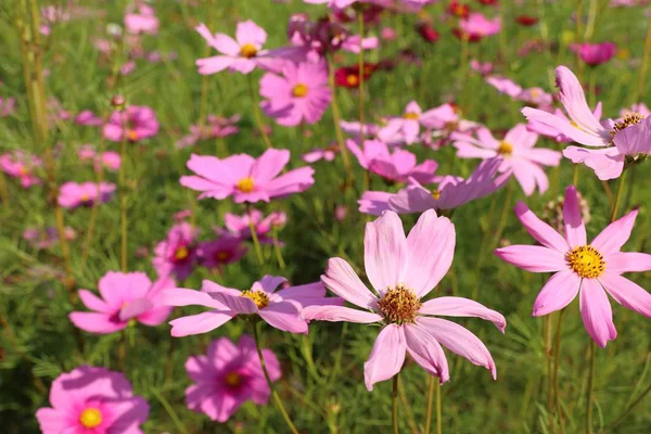 Flor Del Cosmos Tropical —  Fotos de Stock