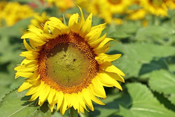 Campo Girasol Tropical — Foto de Stock