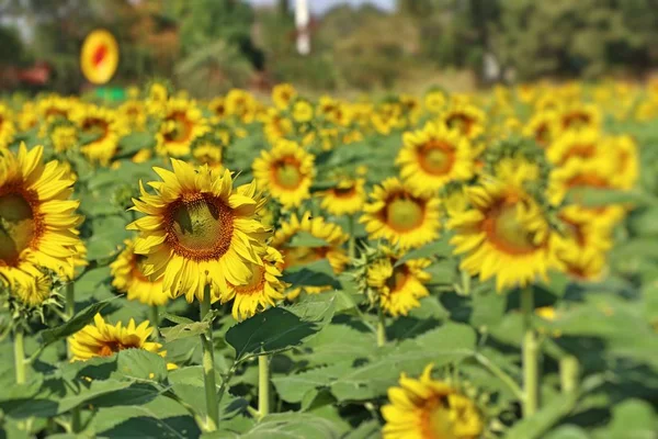 Соняшникове Поле Тропічному — стокове фото