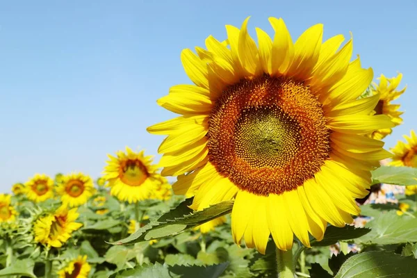 Campo Girasol Tropical — Foto de Stock