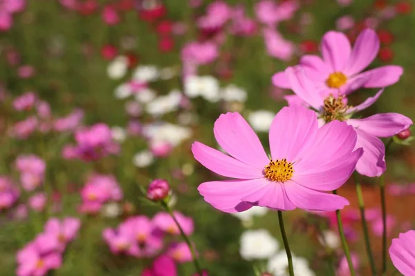 Flor Del Cosmos Tropical — Foto de Stock