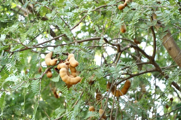 tamarind tree in tropical