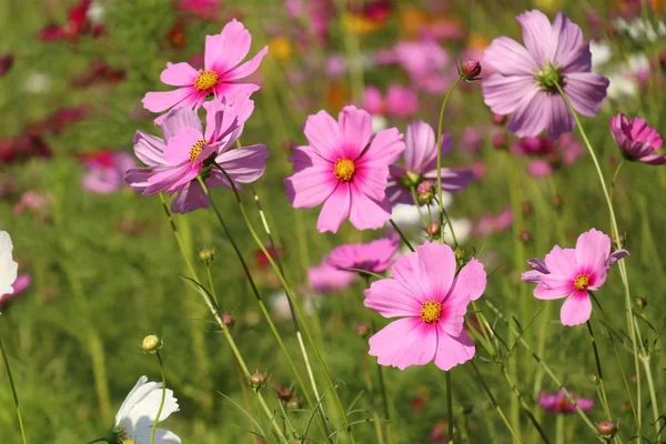 Cosmos Flower Tropical — Stock Photo, Image