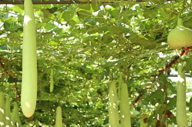 Kış kavun gruptaki