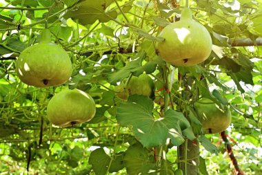Calabash şişe su kabakları bir asma üzerinde