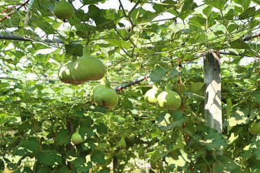 Calabash şişe su kabakları bir asma üzerinde