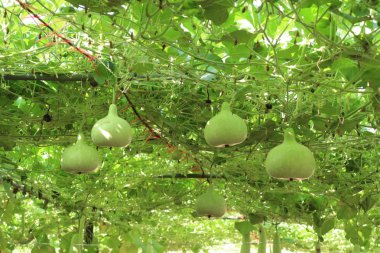 Calabash şişe su kabakları bir asma üzerinde