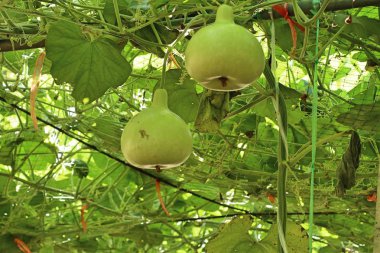 Calabash şişe su kabakları bir asma üzerinde