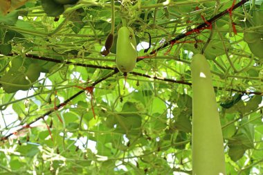 Kış kavun gruptaki