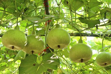 Calabash şişe su kabakları bir asma üzerinde