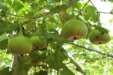 Calabash şişe su kabakları bir asma üzerinde