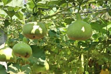 Calabash şişe su kabakları bir asma üzerinde