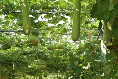 Kış kavun gruptaki